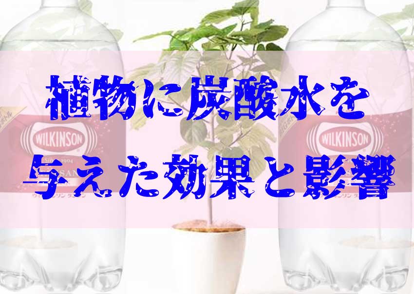 「【サボテン】植物に炭酸水を与え育てたら良い影響が！成長効果が出た！」のアイキャッチ画像